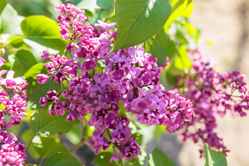 Fototapeta na wymiar Large lilac branch blossom. Bright flowers spring lilac bush. Spring blue lilac flowers close-up on a blurred background. Bouquet of purple flowers. Natural spring background, soft focus, copy space