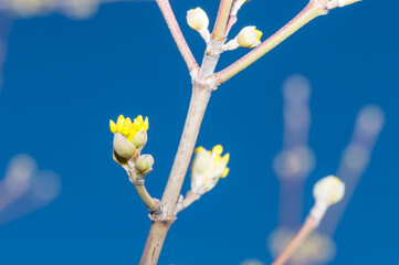 Buds of the cornus mas on twig.