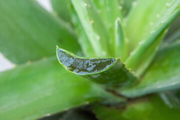 close up of cut  aloe vera Leaf 