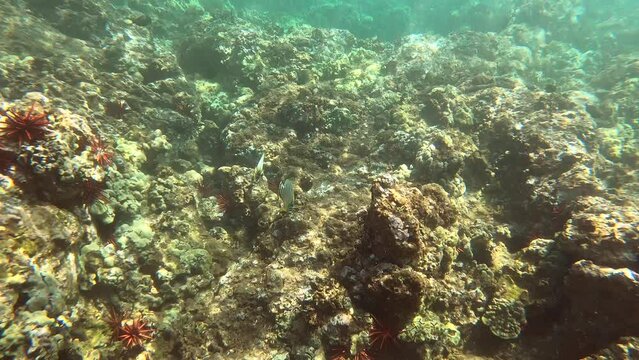 Tropical fish in the Coral Garden of Maui, underwater view, snorkeling POV action cam footage in 4K.