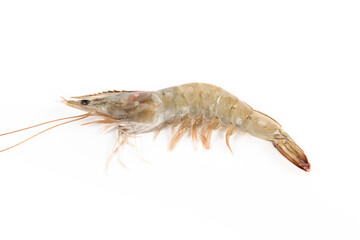 jone fresh raw white shrimps or prawns isolated on white background