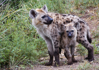 Hyenas