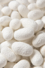 close up of natural silkworm cocoons texture background