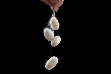 close up of silkworm cocoon isolated on black background