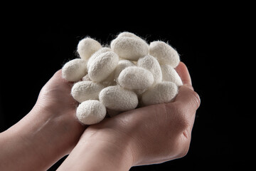 the hand hold silkworm cocoon isolated on black background