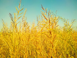 Ripping mustard crop field on sky, mustard plant pods close up image - obrazy, fototapety, plakaty