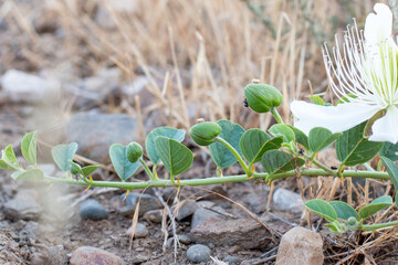 Flowering plant Capparis spinosa. White flowers and buds with green leaves. Vegetable culture: unblown flower buds are pickled, which contain proteins, oil, vitamins. Food and medicine.