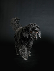 poodle in studio