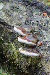 Red belt conk, also known as red-belted bracket fungus, wild polypore from Finland - obrazy, fototapety, plakaty