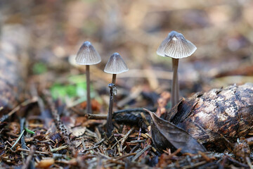 Nitrous bonnet, wild mushroom from Finland