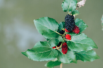 Mulberries on the branches are beautiful.
