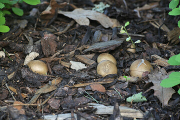 Potato Earthball, wild fungus from Finland