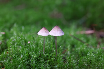 Red Edge Bonnet, wild mushroom from Finland