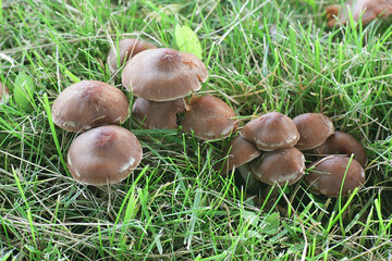 Cortinarius saturninus, also known as Cortinarius cohabitans, a webcap mushroom from Finland, no common English name