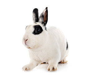 Rex rabbit in studio