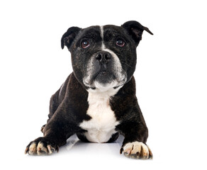 staffordshire bull terrier
