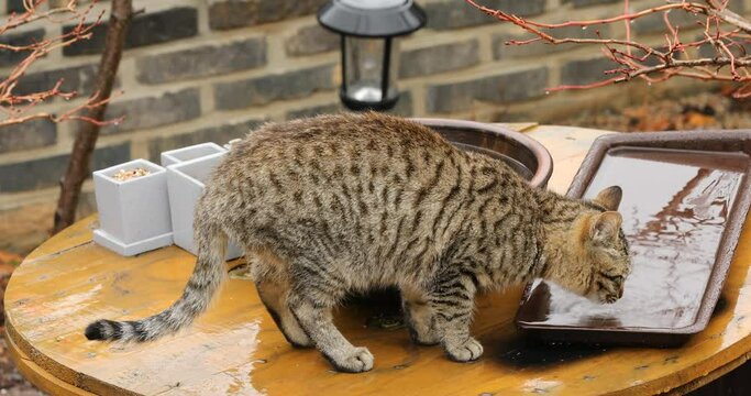 A thirsty stray cat drinks water from a bowl filled with rainwater