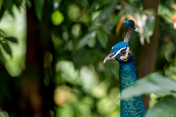 Naklejka premium Beautiful peacock portrait - wildlife photography 