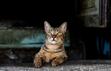Naklejka na ściany i meble One Lovely Domestic cat sitting in front of doorstep