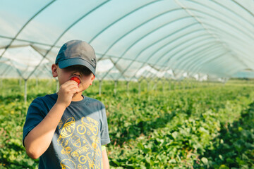 little boy gathering strawberries at the farm eating chewing eating enjoying