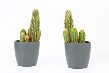 cactus plant potted on white background