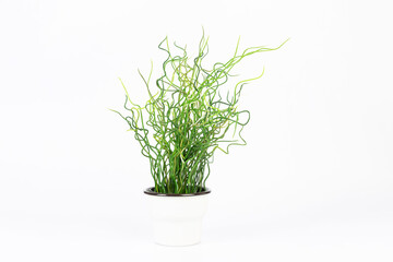 plant potted on a white background
