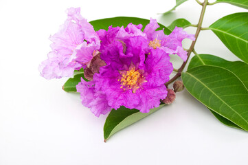 Lagerstroemia speciosa flower isolated on white background.