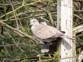 Turkish Turtle Dove sits on the bare branches of a bushy wild rose flower in early spring on a sunny day