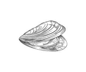 Seashell with edible mollusk hand drawn engraving vector illustration isolated.