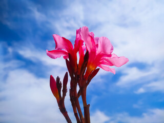A Closeup shot of a nerium oleander with young flower and the cloudy sky in the background