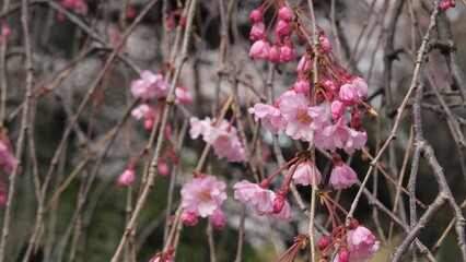 Spring