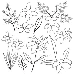 Cosmos Lily Tiger Champa Daffodil Leaf Flower Floral Silhouette Outline Line Element