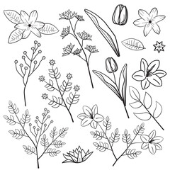 Fototapeta premium Dahlia Lily Rose Leaf Flower Floral Silhouette Outline Line Element