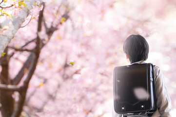 ランドセル男児の顔無しで使いやすい入学式の桜の様子