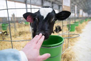 Young calves under the age of one year. Young individuals belong to artiodactyls. The young of some...