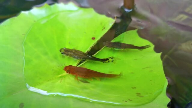 Guppy and Red swordtail Fish on the green leaf of water lily in a pond.