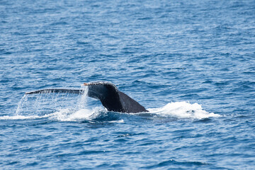 Obraz premium Tail fin of humpback whale
