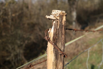 Fragment of an old fence with rusty barbed wire
