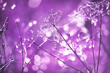 Abstract soft bokeh background of wild meadow grasses with cobwebs and dewdrops, with sun glare. Romantic soft gentle artistic image of nature. Bright color, purple toning.