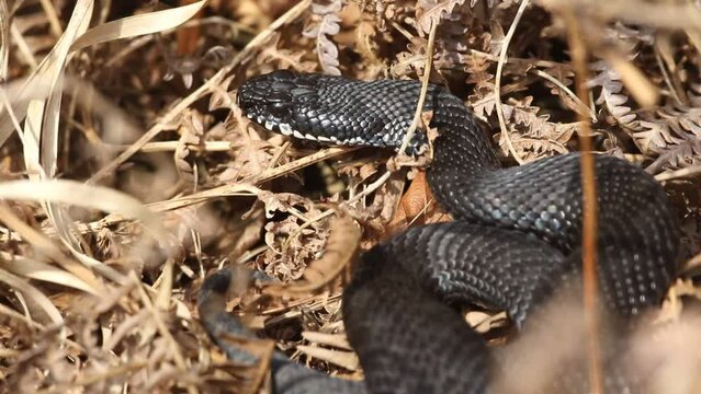A rare Melanistic (black) Adder, Vipera berus, just out of hibernation basking in the morning sunshine.