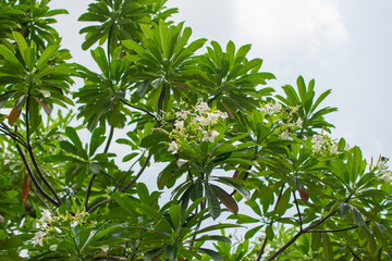 Cerbera Odollam Gaertn or Apocynaceae, flower