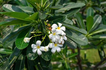 Frangipani flowers on the tree