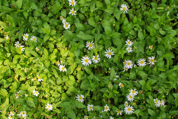 White flowers are blooming