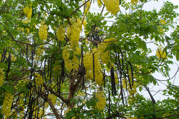 Koon flowers tree, Thailand national flowers, Thai golden flowers, 