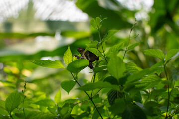 Butterfly standing on a leaf
