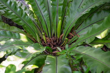 Big green leaves in the garden