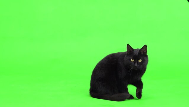 black cat sits on a green screen and jumps