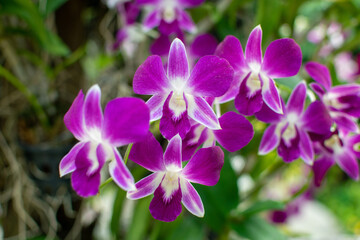 Orchids are blooming in the garden
