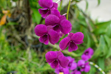 Beautiful orchids blooming in the garden