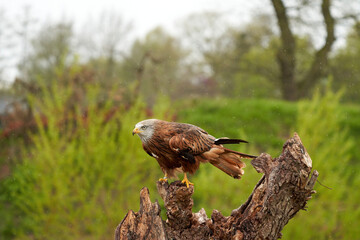 A detailed portrait of Red kite, bird of prey. Land with outspread wings on a stump in the rain. Side view